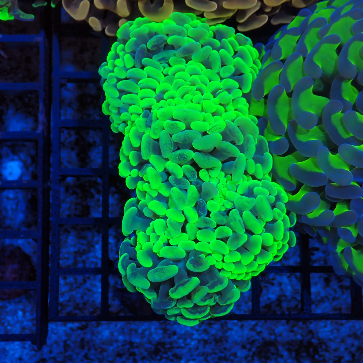 Euphyllia Ancora AA033 | Fimbriaphyllia ancora at Red Sea 20k →