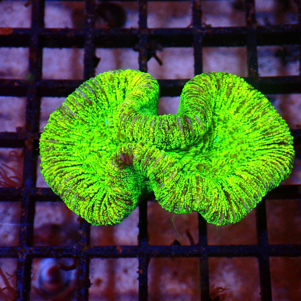 Trachyphyllia (Open Brain) AA009 | Trachyphyllia geoffroyi — Red Sea 15K