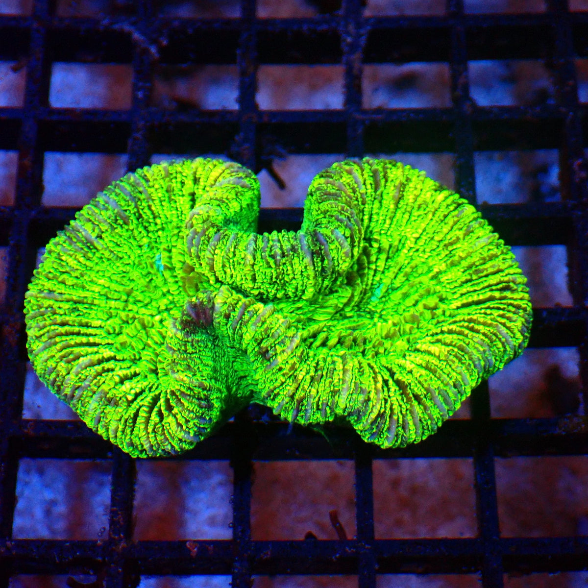 Trachyphyllia (Open Brain) AA009 | Trachyphyllia geoffroyi — Red Sea 20K LED