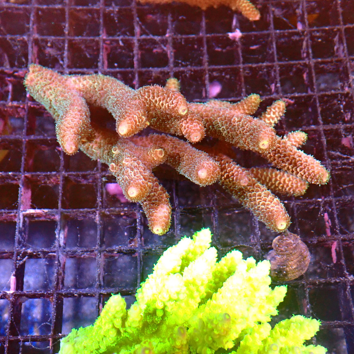 Acropora (SPS) AA034 | Acropora sp. - Red Sea 15K