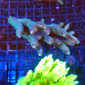 Acropora (SPS) AA034 | Acropora sp. - Red Sea 20K LED