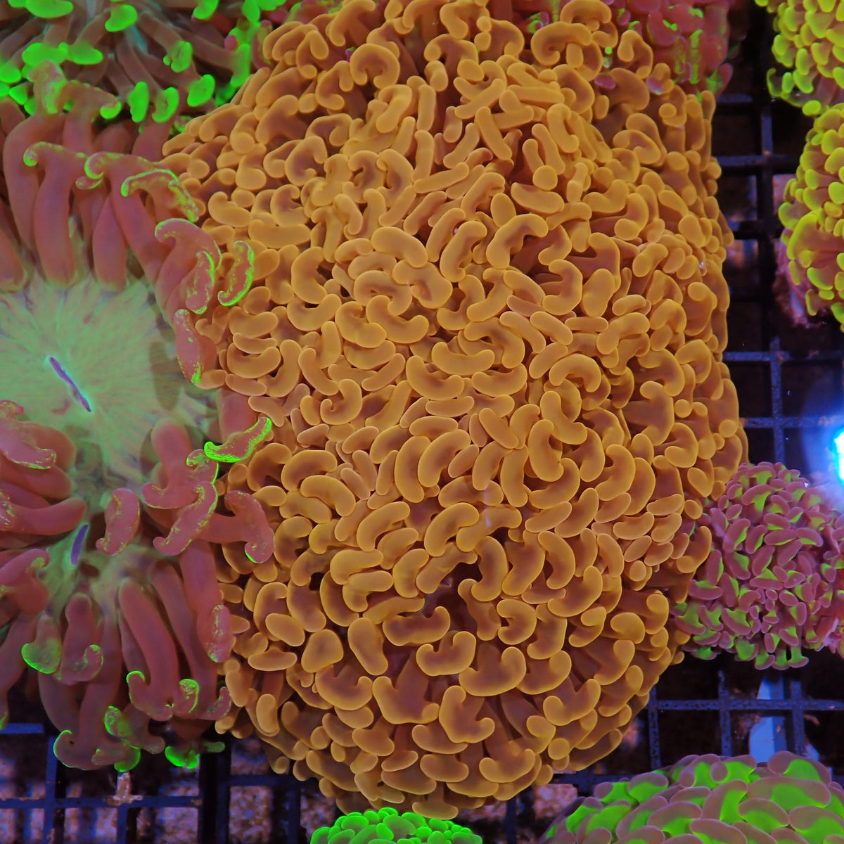Euphyllia Ancora AA034 | Fimbriaphyllia ancora - Red Sea 15K