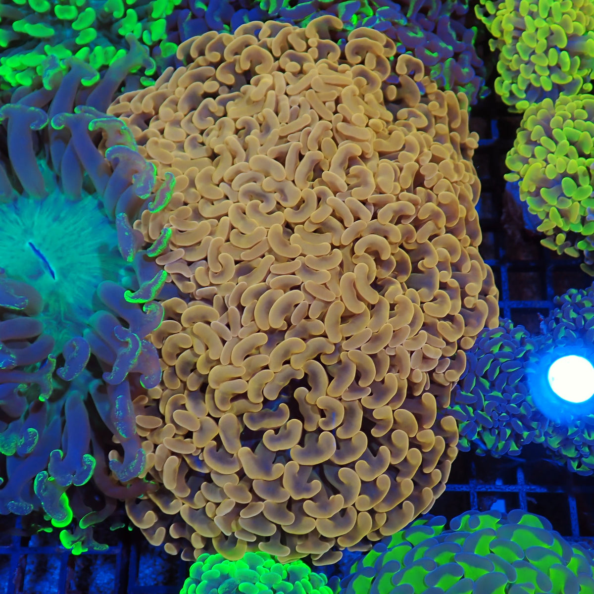 Euphyllia Ancora AA034 | Fimbriaphyllia ancora - Red Sea 20K LED