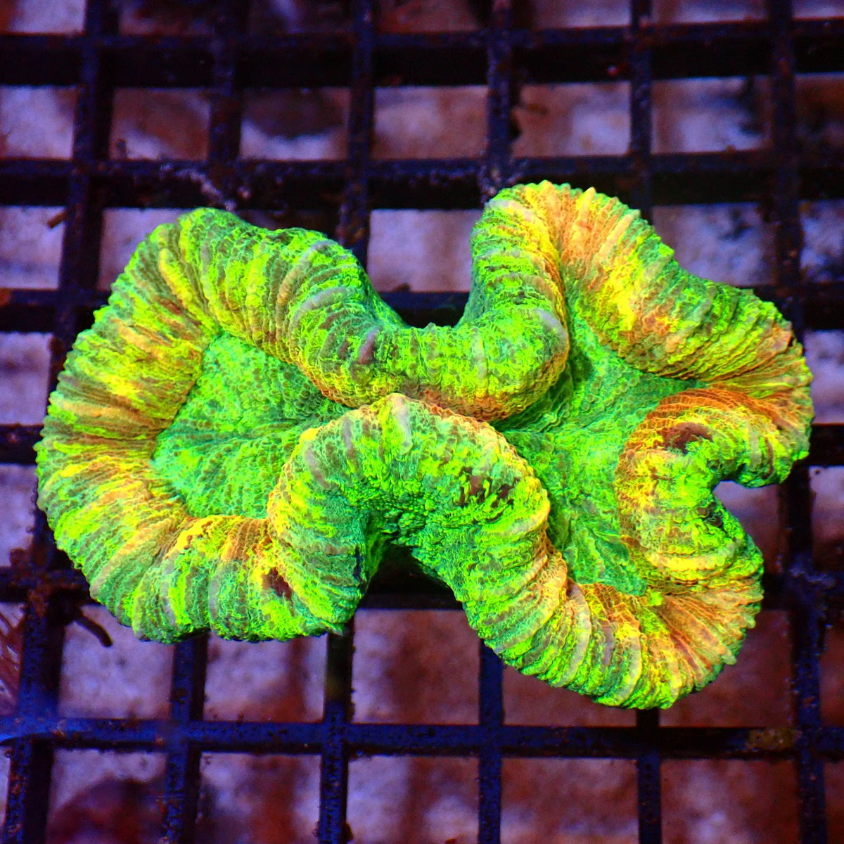 Trachyphyllia (Open Brain) AA010 | Trachyphyllia geoffroyi — Red Sea 15K