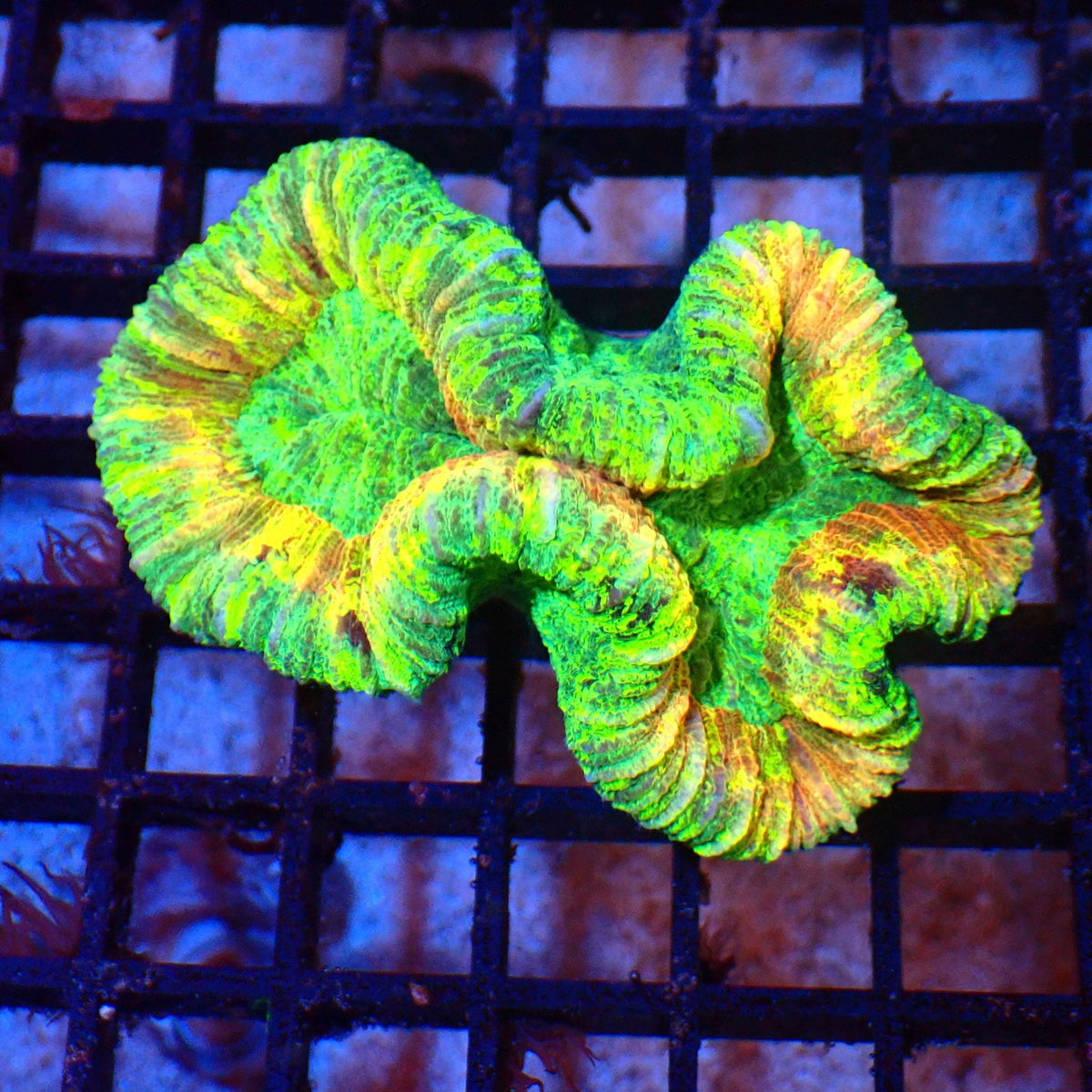 Trachyphyllia (Open Brain) AA010 | Trachyphyllia geoffroyi at Red Sea 20k →