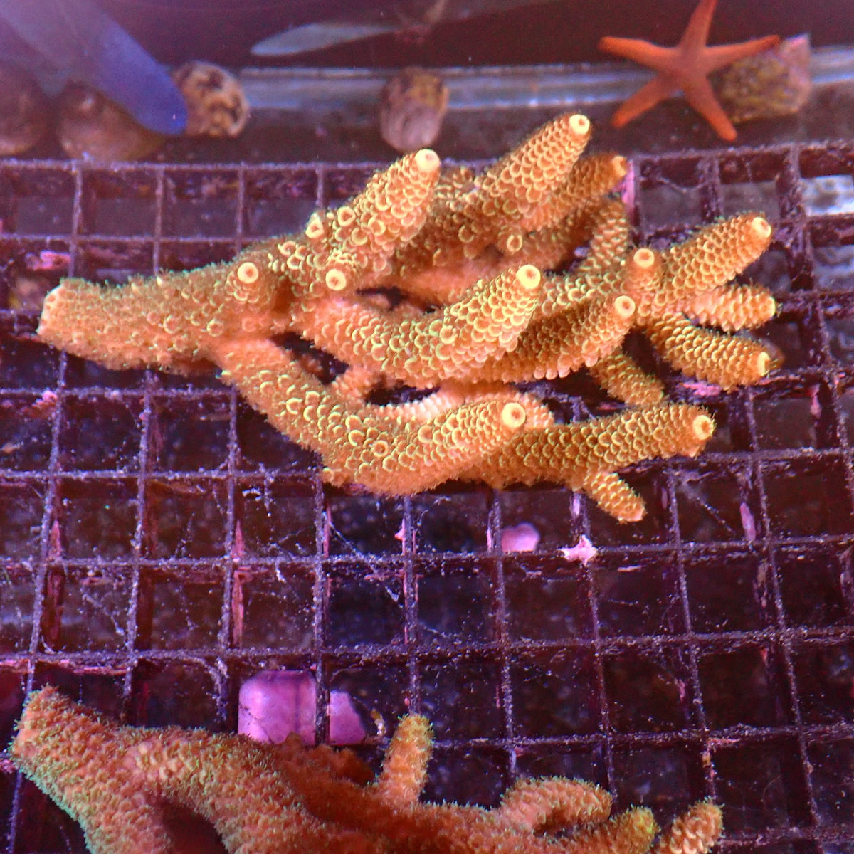 Acropora (SPS) AA035 | Acropora sp. at ← Red Sea 15k