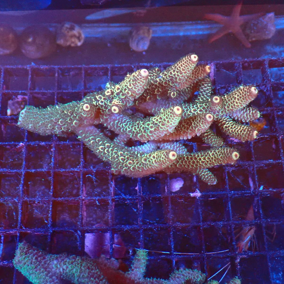 Acropora (SPS) AA035 | Acropora sp. - Red Sea 20K LED