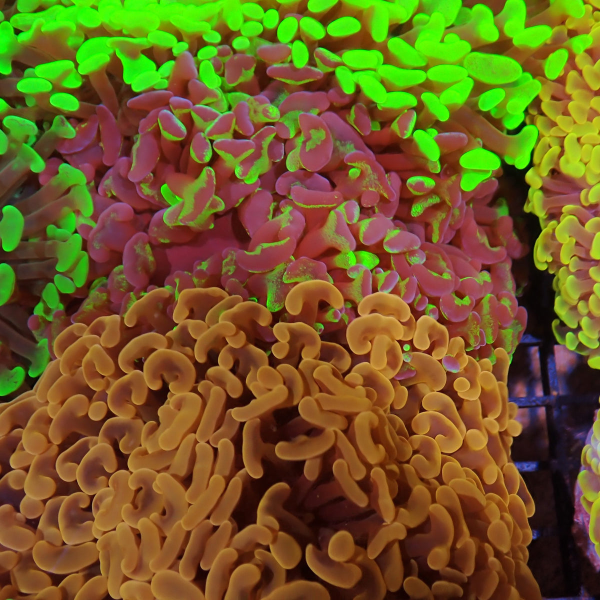 Euphyllia Ancora AA035 | Fimbriaphyllia ancora at ← Red Sea 15k