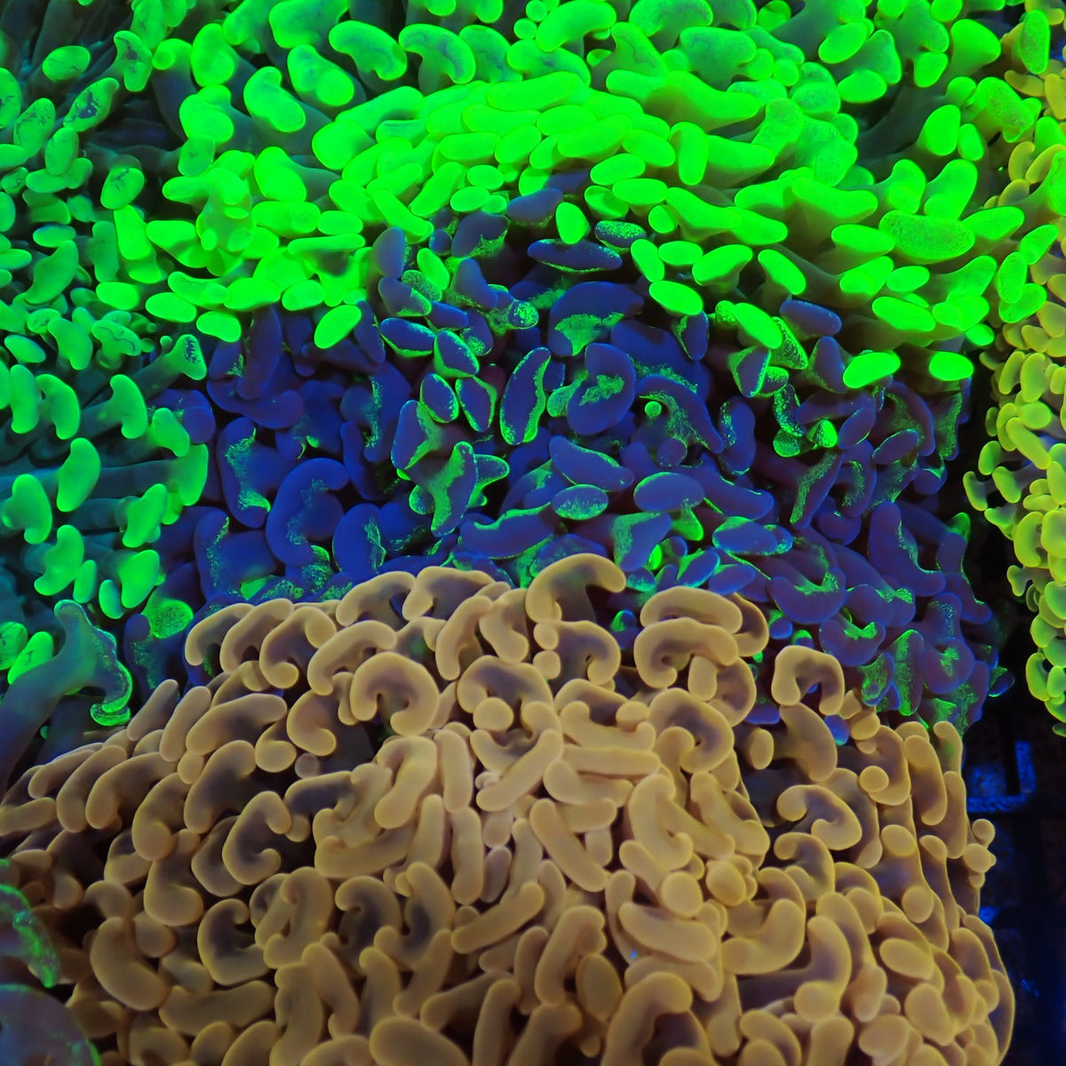 Euphyllia Ancora AA035 | Fimbriaphyllia ancora - Red Sea 20K LED