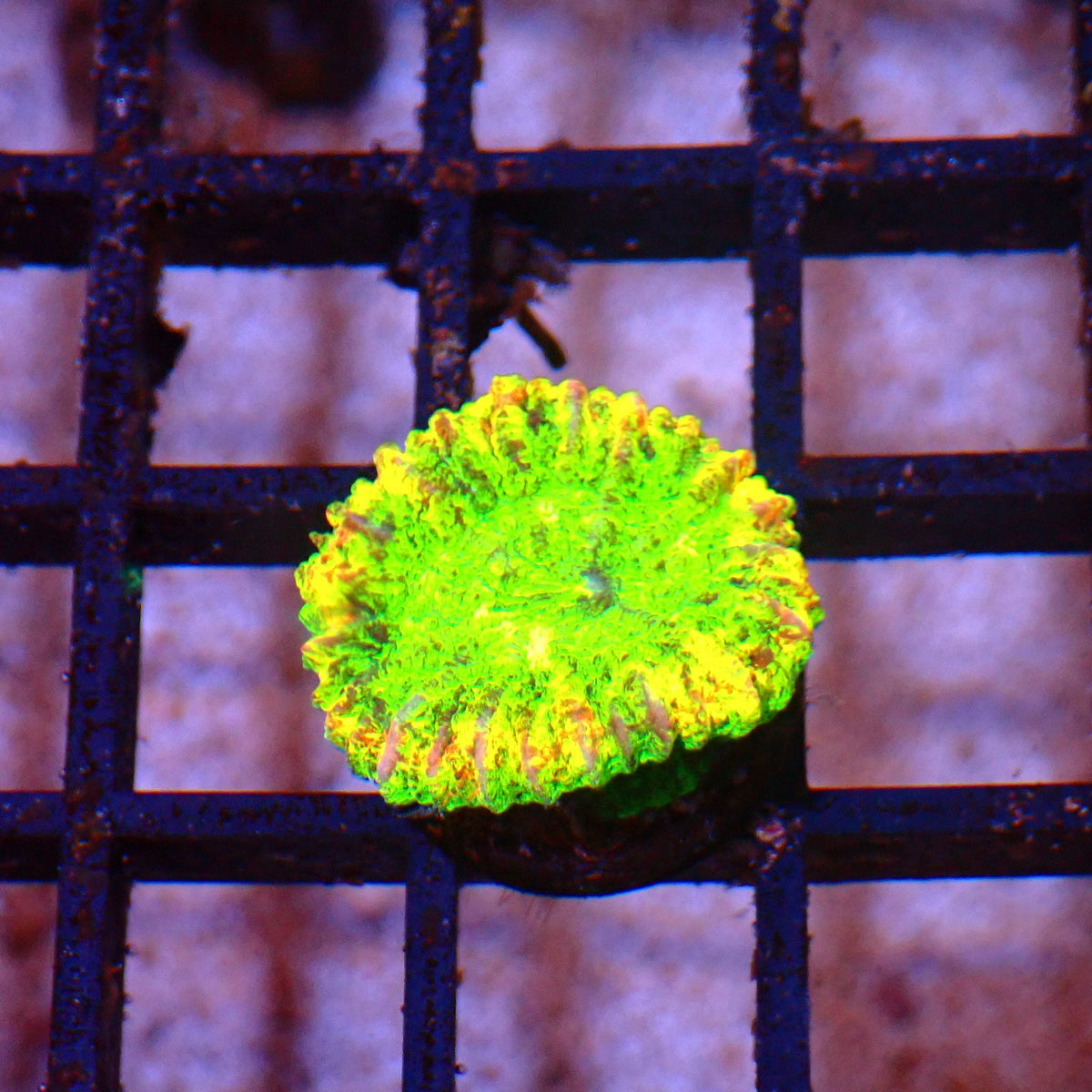 Trachyphyllia (Open Brain) AA011 | Trachyphyllia geoffroyi — Red Sea 15K