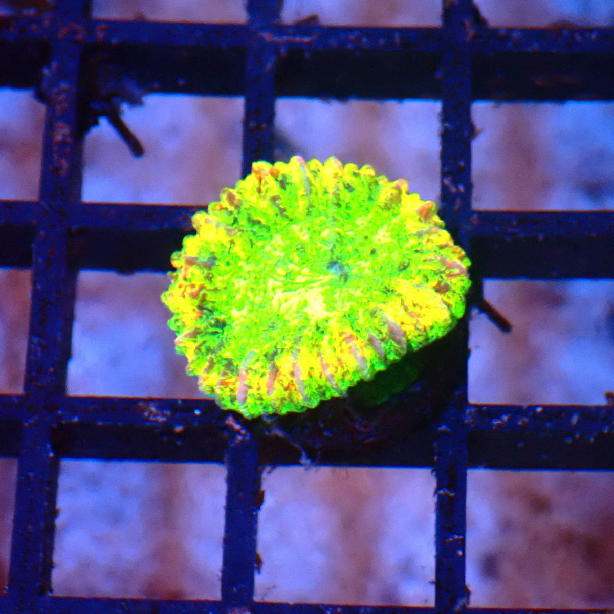 Trachyphyllia (Open Brain) AA011 | Trachyphyllia geoffroyi at Red Sea 20k →