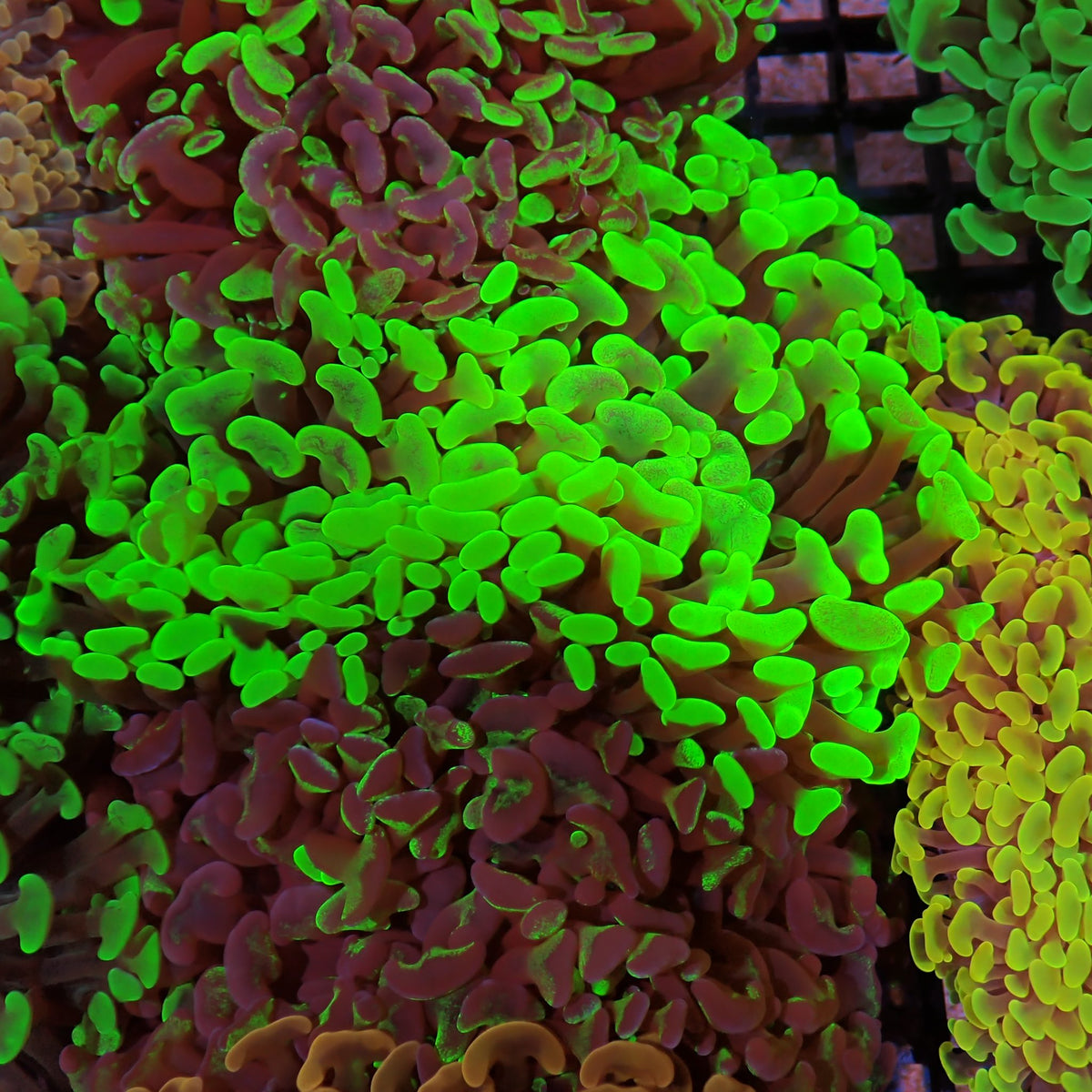 Euphyllia Ancora AA036 | Fimbriaphyllia ancora at ← Red Sea 15k