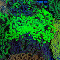 Euphyllia Ancora AA036 | Fimbriaphyllia ancora - Red Sea 20K LED