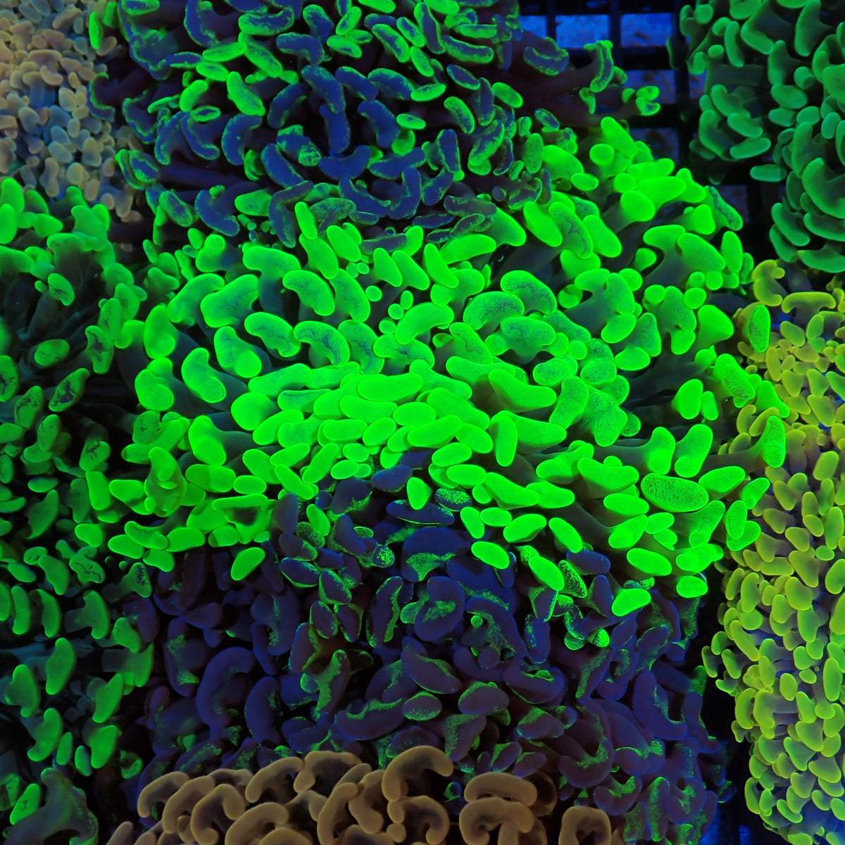 Euphyllia Ancora AA036 | Fimbriaphyllia ancora at Red Sea 20k →