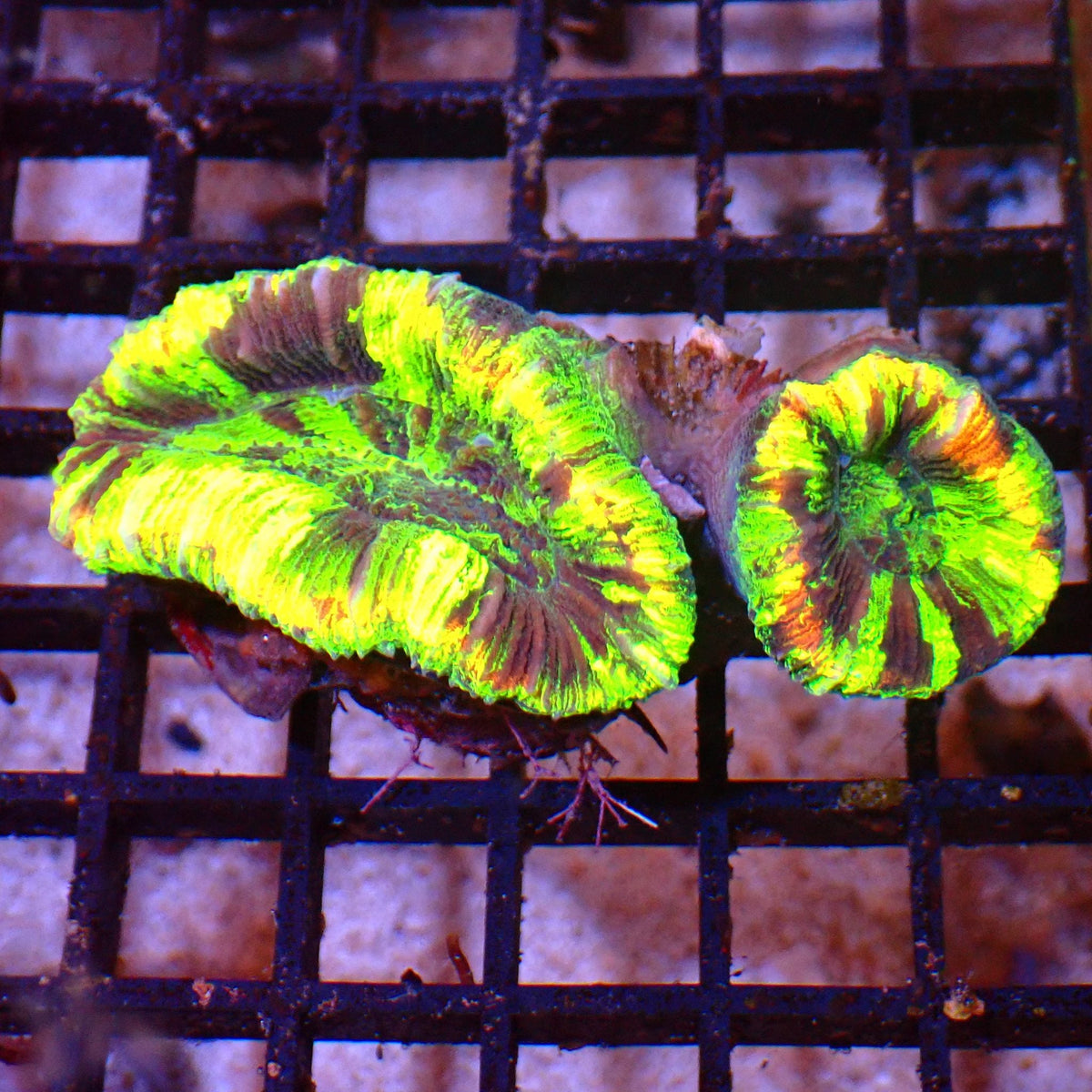 Trachyphyllia (Open Brain) AA012 | Trachyphyllia geoffroyi — Red Sea 15K