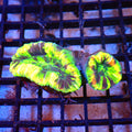 Trachyphyllia (Open Brain) AA012 | Trachyphyllia geoffroyi — Red Sea 20K LED