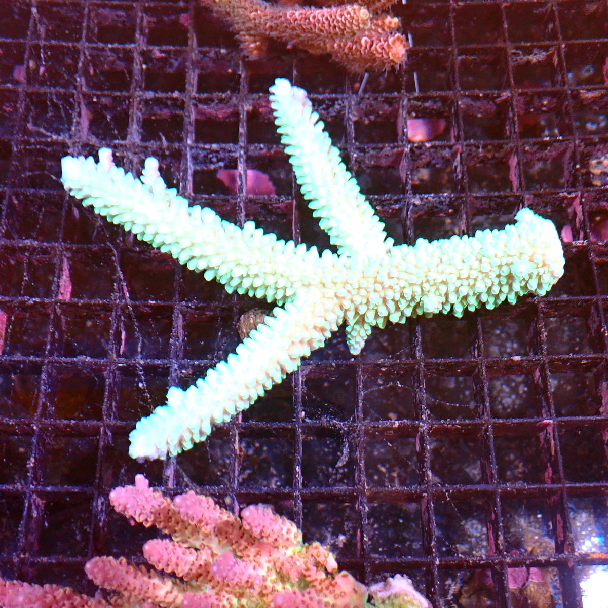Acropora (SPS) AA037 | Acropora sp. at ← Red Sea 15k
