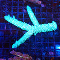 Acropora (SPS) AA037 | Acropora sp. - Red Sea 20K LED