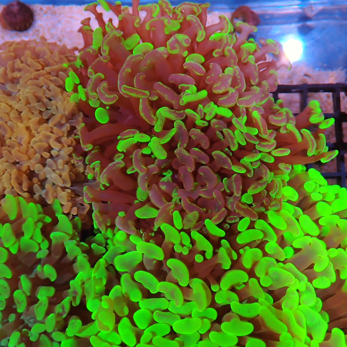 Euphyllia Ancora AA037 | Fimbriaphyllia ancora at ← Red Sea 15k