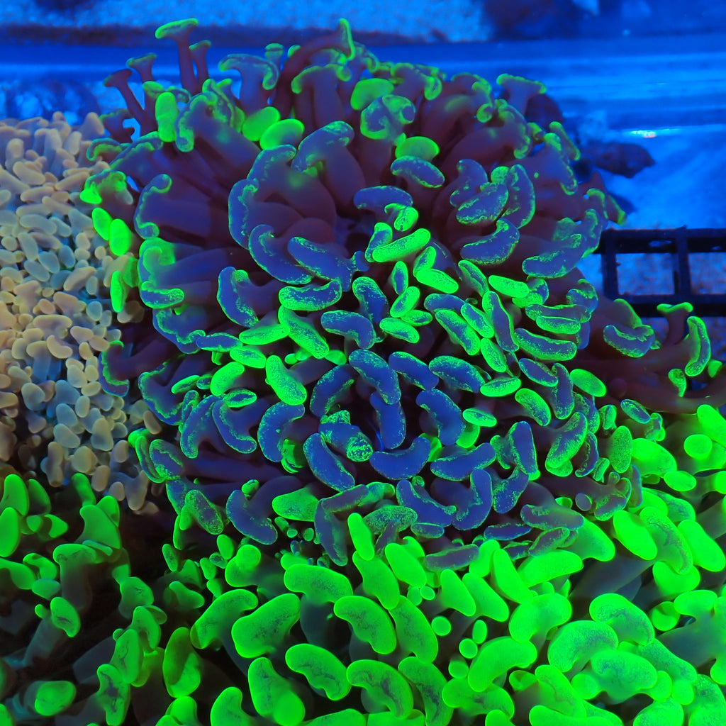 Euphyllia Ancora AA037 | Fimbriaphyllia ancora - Red Sea 20K LED