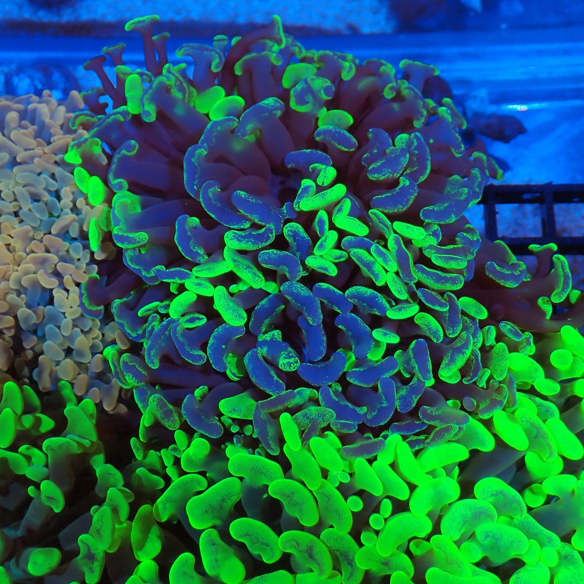 Euphyllia Ancora AA037 | Fimbriaphyllia ancora at Red Sea 20k →