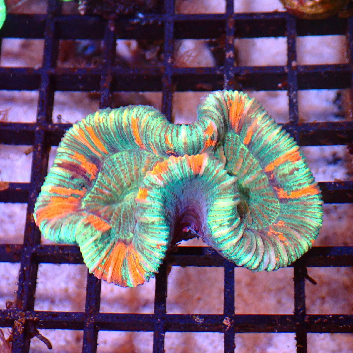 Trachyphyllia (Open Brain) AA013 | Trachyphyllia geoffroyi at ← Red Sea 15k