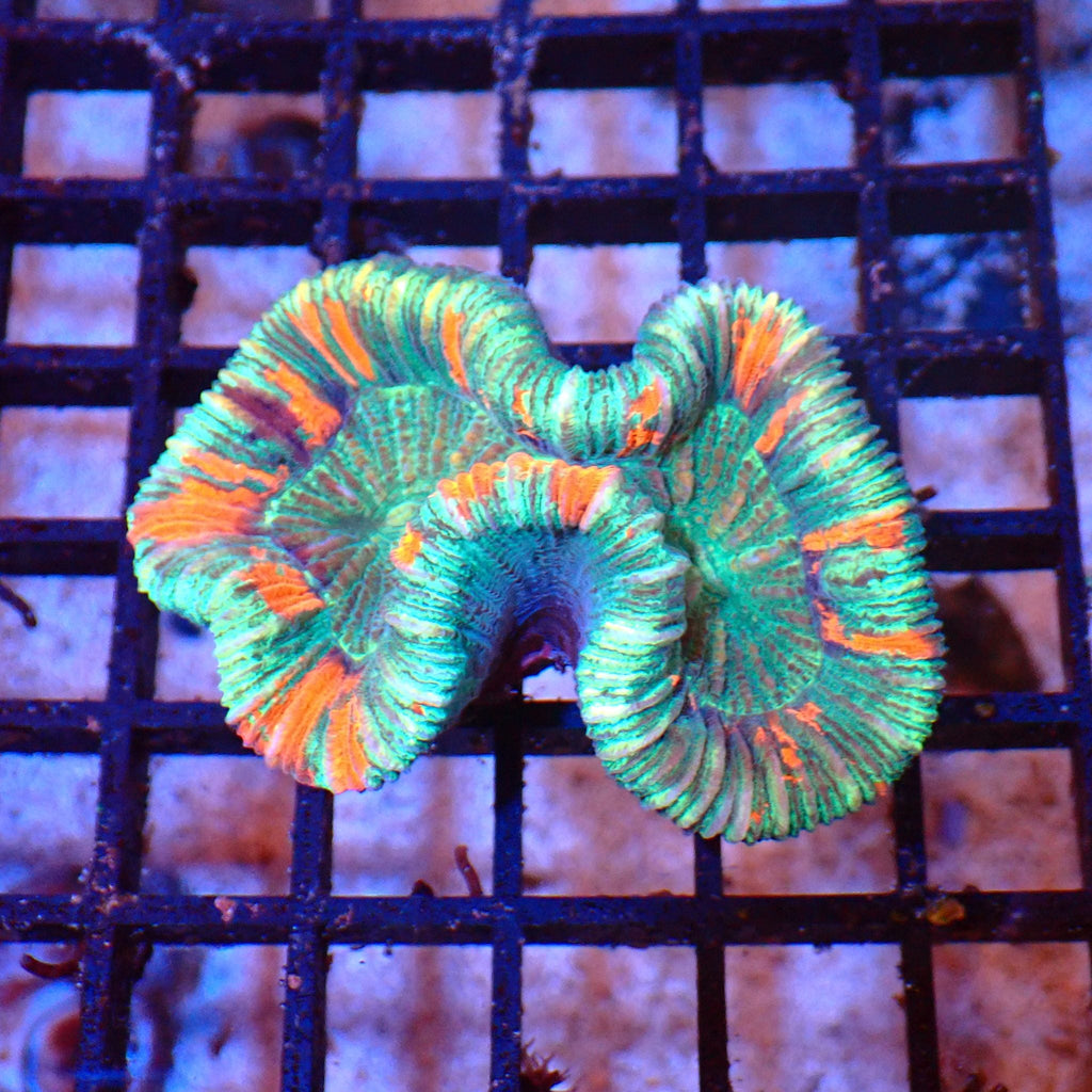 Trachyphyllia (Open Brain) AA013 | Trachyphyllia geoffroyi — Red Sea 20K LED