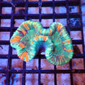 Trachyphyllia (Open Brain) AA013 | Trachyphyllia geoffroyi — Red Sea 20K LED