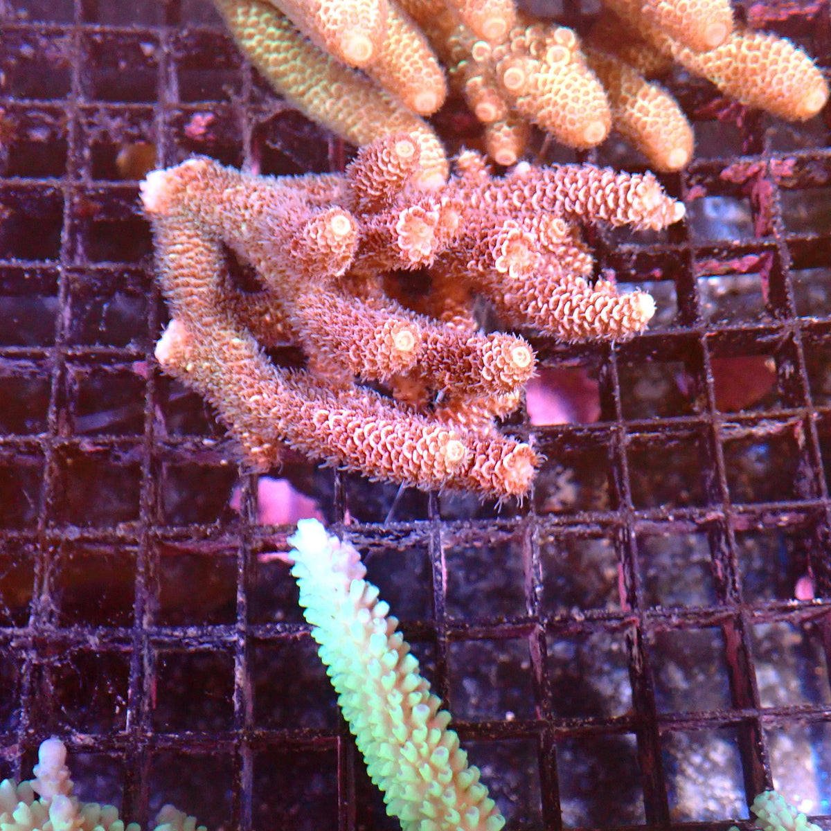 Acropora (SPS) AA038 | Acropora sp. at ← Red Sea 15k