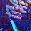 Acropora (SPS) AA038 | Acropora sp. - Red Sea 20K LED