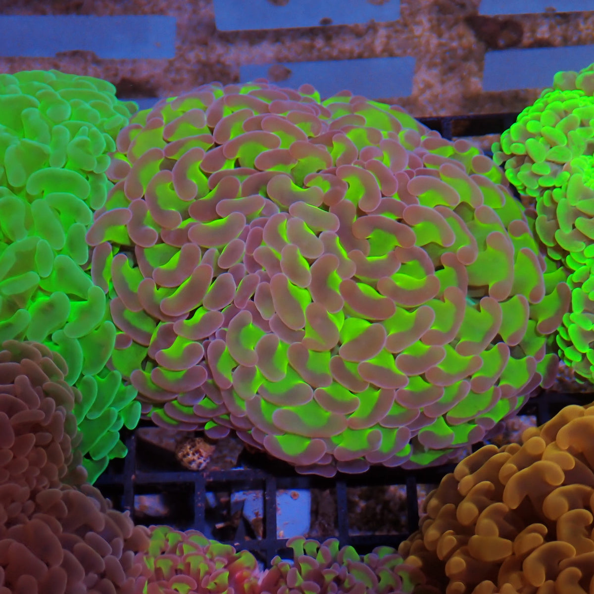 Euphyllia Ancora AA038 | Fimbriaphyllia ancora - Red Sea 15K
