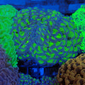 Euphyllia Ancora AA038 | Fimbriaphyllia ancora - Red Sea 20K LED