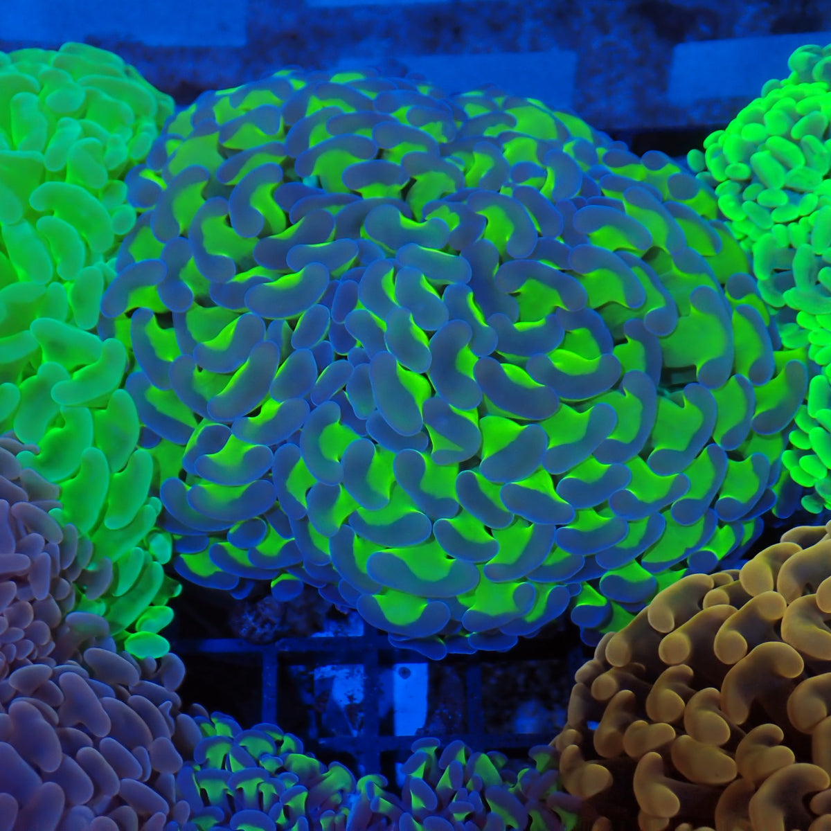 Euphyllia Ancora AA038 | Fimbriaphyllia ancora at Red Sea 20k →