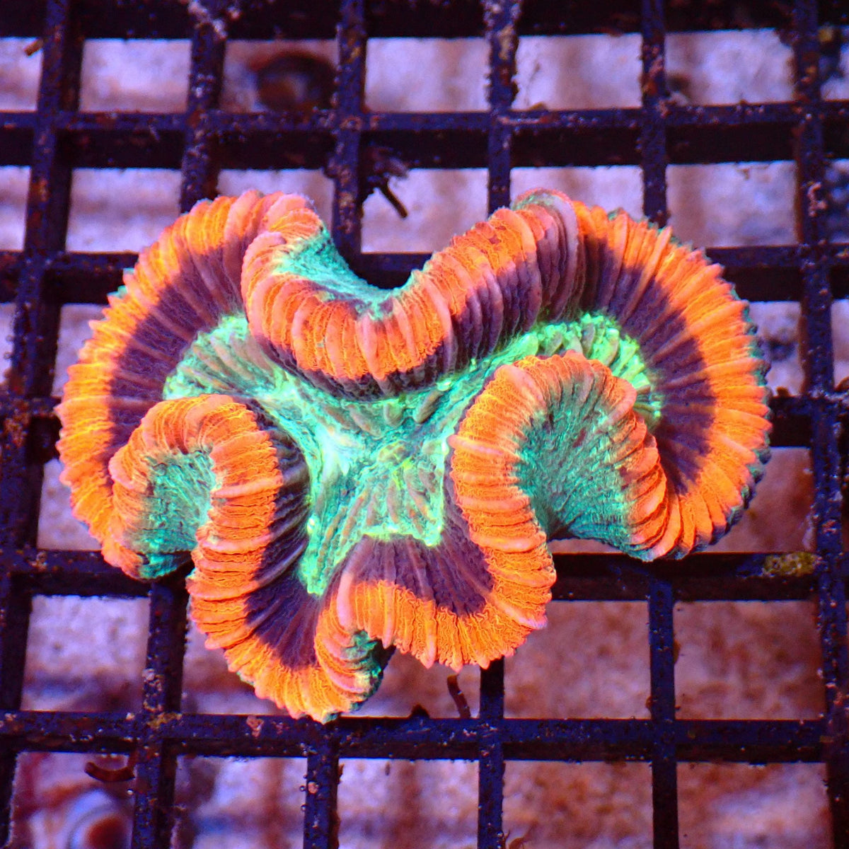 Trachyphyllia (Open Brain) AA014 | Trachyphyllia geoffroyi at ← Red Sea 15k