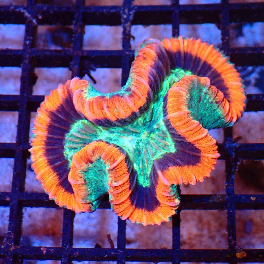 Trachyphyllia (Open Brain) AA014 | Trachyphyllia geoffroyi — Red Sea 20K LED