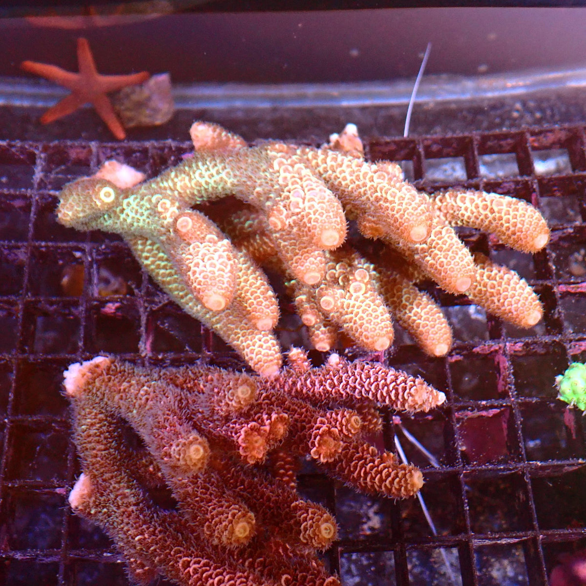 Acropora (SPS) AA039 | Acropora sp. at ← Red Sea 15k