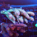 Acropora (SPS) AA039 | Acropora sp. - Red Sea 20K LED