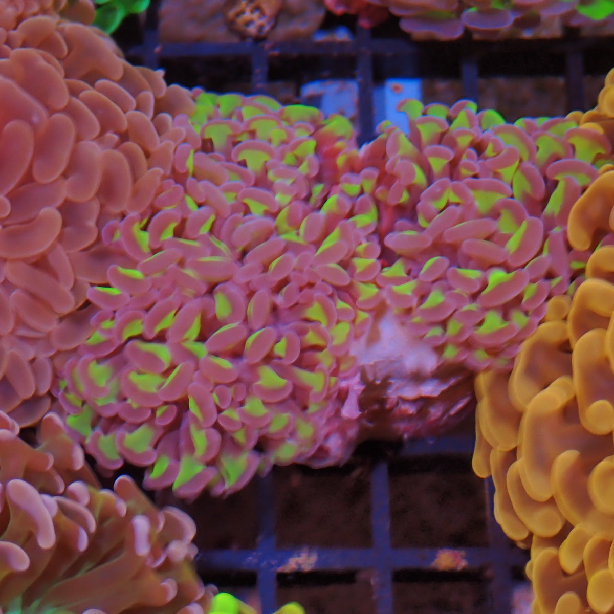 Euphyllia Ancora AA039 | Fimbriaphyllia ancora at ← Red Sea 15k