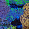Euphyllia Ancora AA039 | Fimbriaphyllia ancora - Red Sea 20K LED