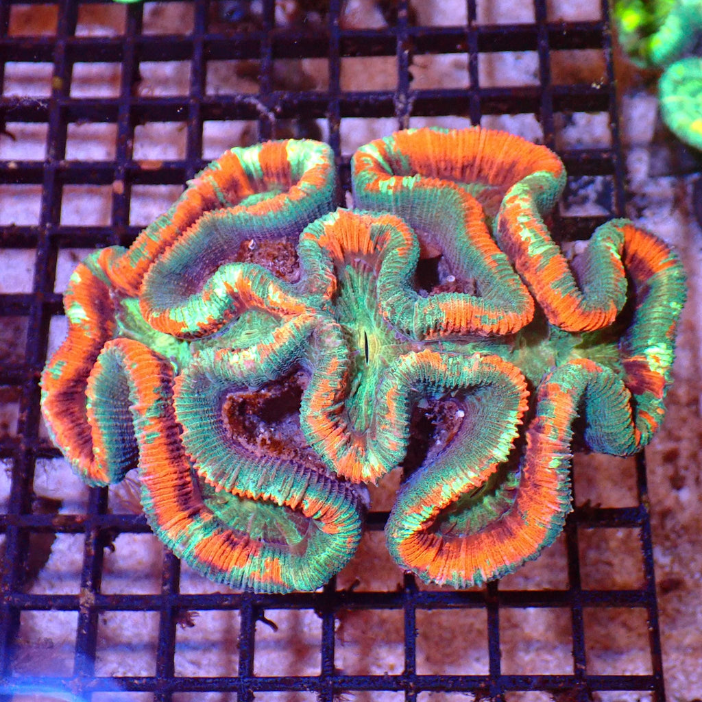 Trachyphyllia (Open Brain) AA015 | Trachyphyllia geoffroyi — Red Sea 15K
