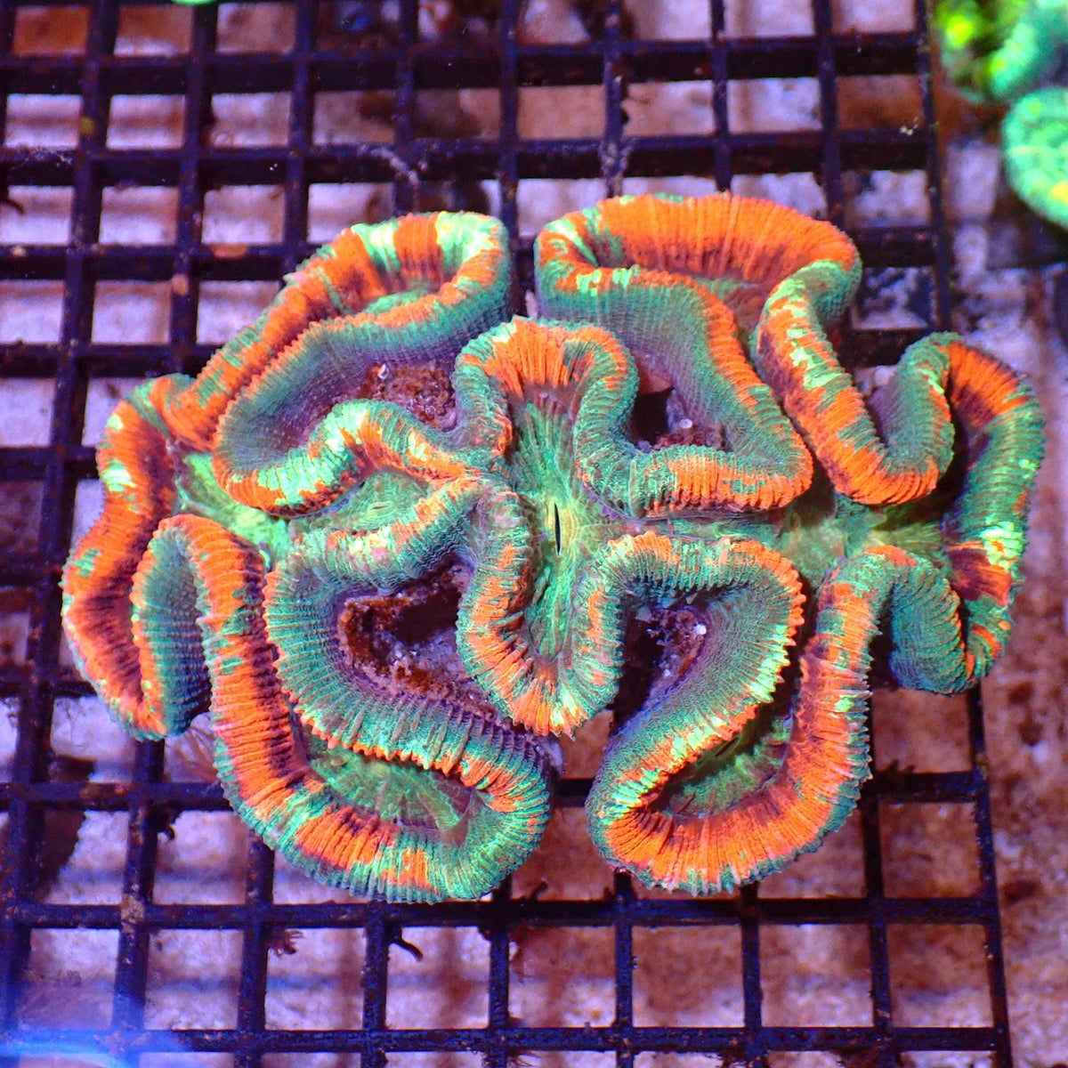 Trachyphyllia (Open Brain) AA015 | Trachyphyllia geoffroyi — Red Sea 15K