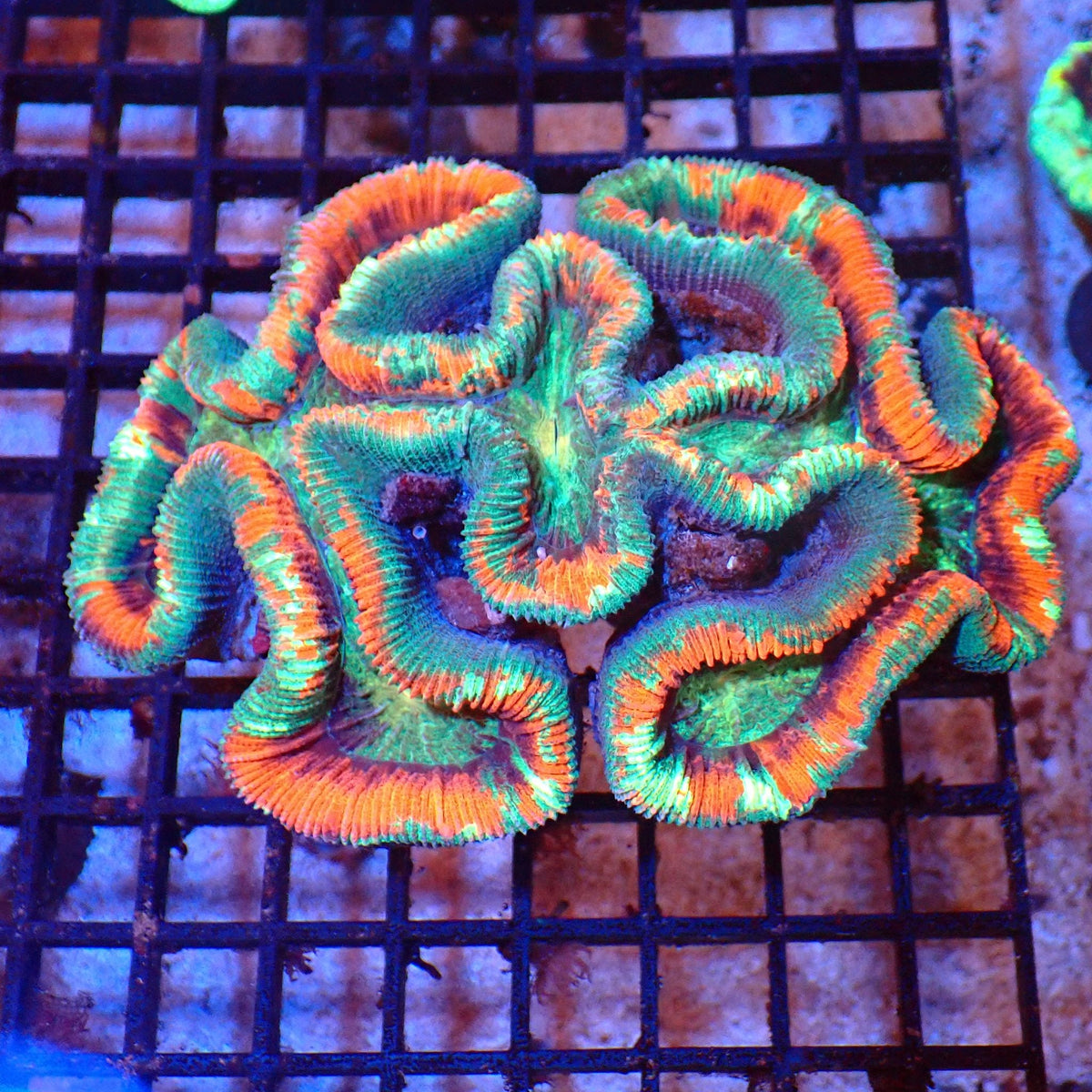 Trachyphyllia (Open Brain) AA015 | Trachyphyllia geoffroyi — Red Sea 20K LED