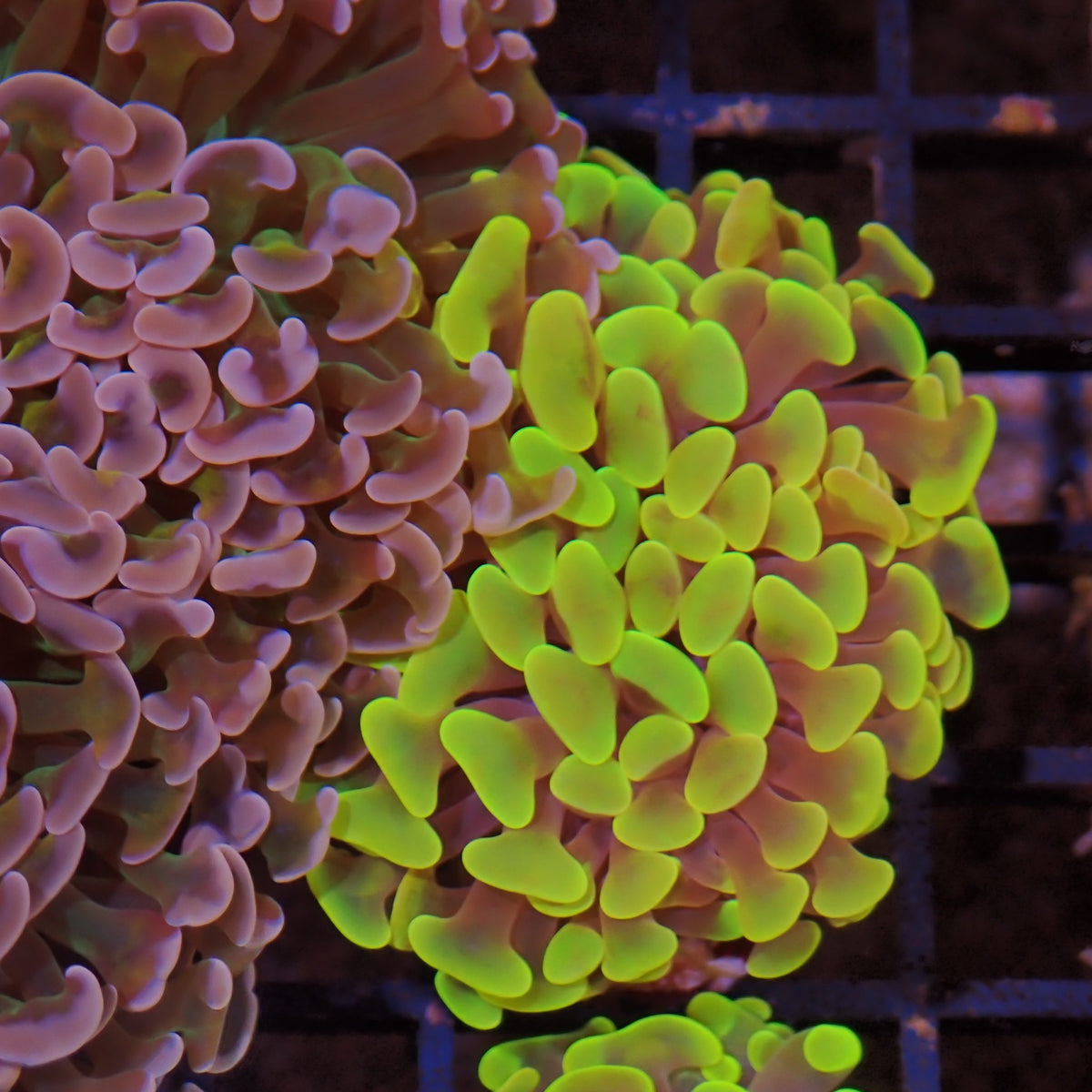 Euphyllia Ancora AA040 | Fimbriaphyllia ancora - Red Sea 15K