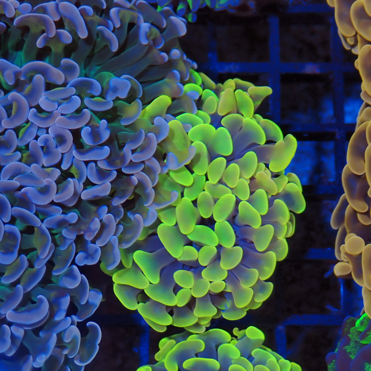 Euphyllia Ancora AA040 | Fimbriaphyllia ancora - Red Sea 20K LED