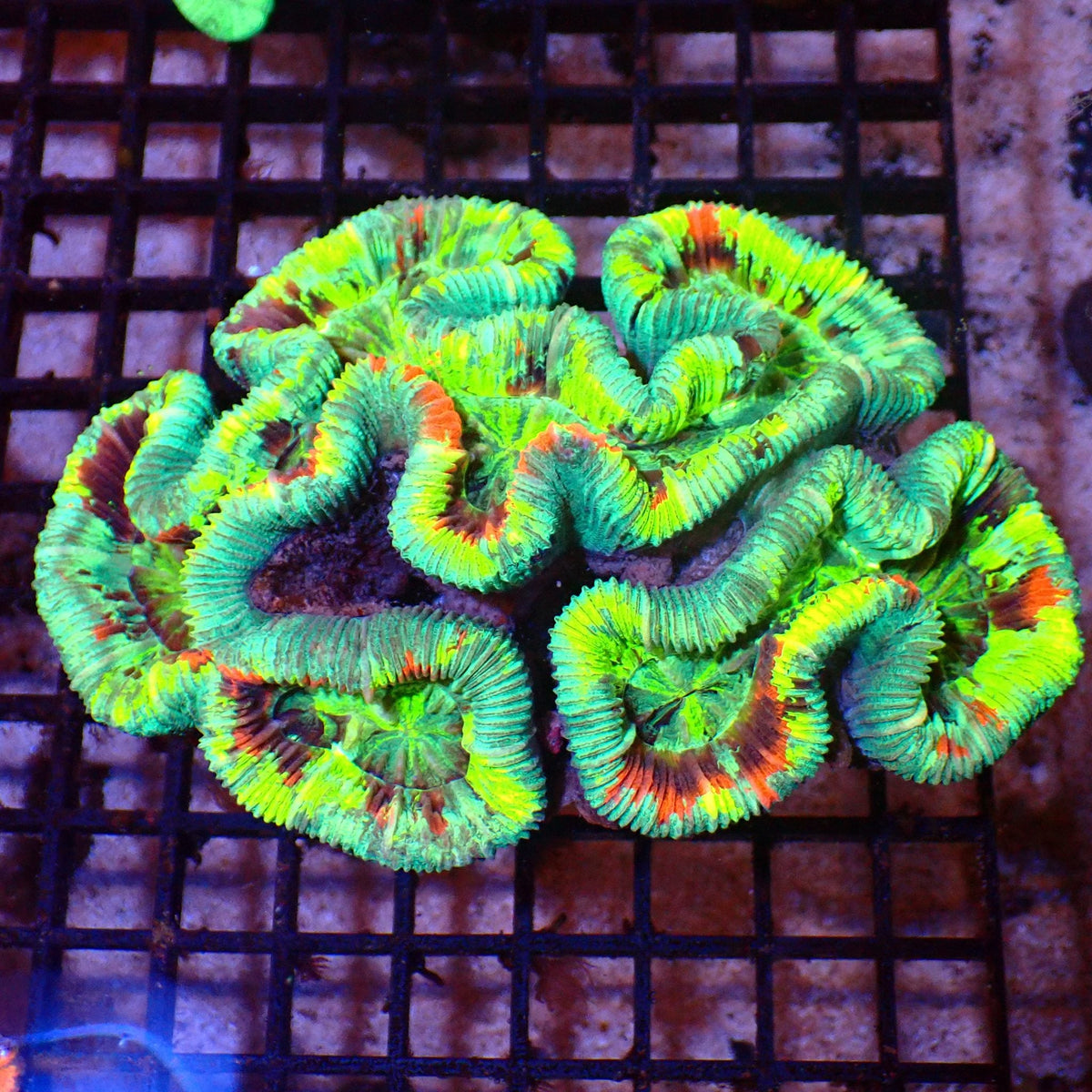 Trachyphyllia (Open Brain) AA016 | Trachyphyllia geoffroyi at ← Red Sea 15k