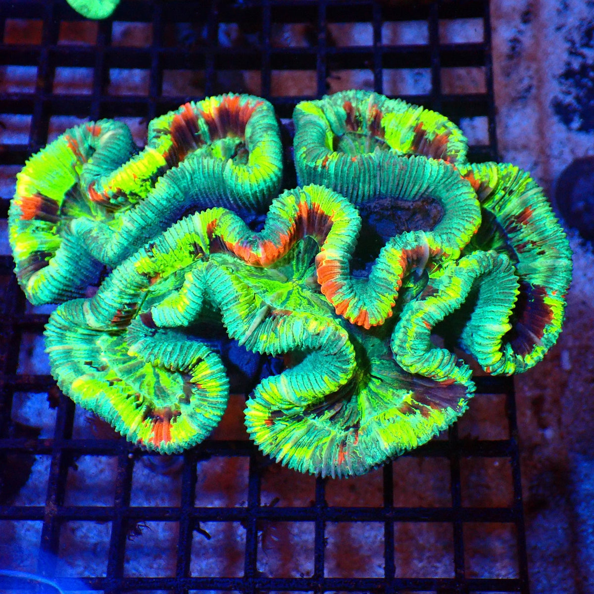 Trachyphyllia (Open Brain) AA016 | Trachyphyllia geoffroyi — Red Sea 20K LED
