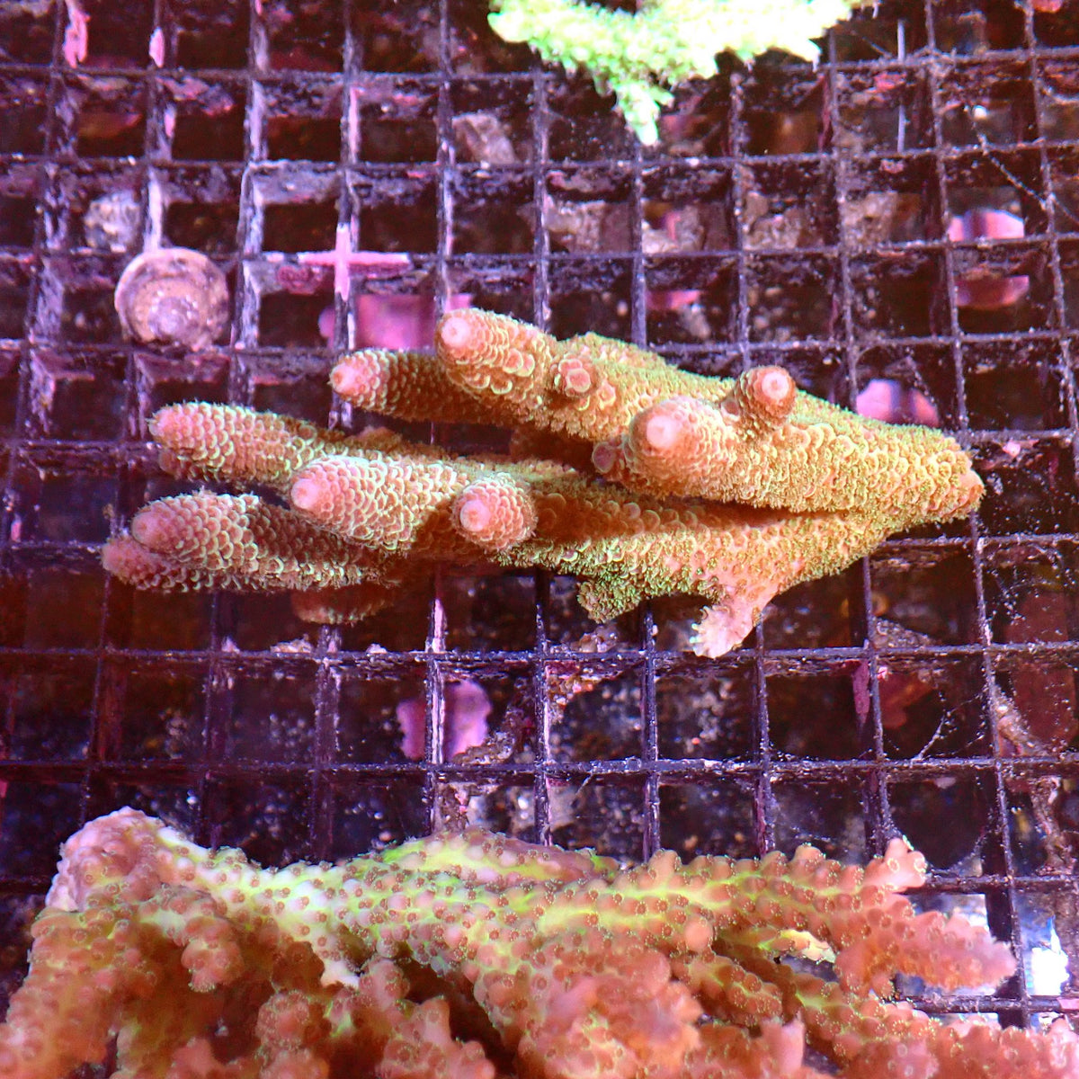 Acropora (SPS) AA041 | Acropora sp. - Red Sea 15K
