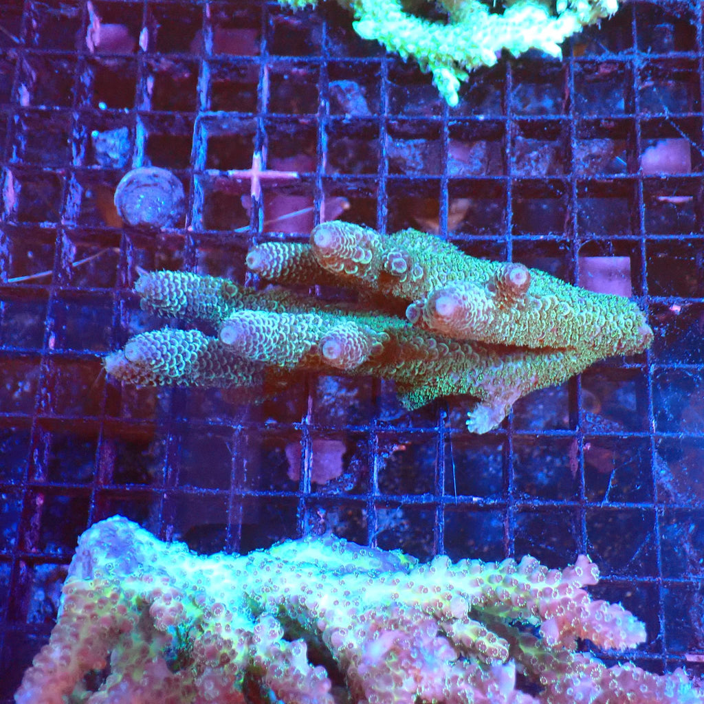 Acropora (SPS) AA041 | Acropora sp. - Red Sea 20K LED