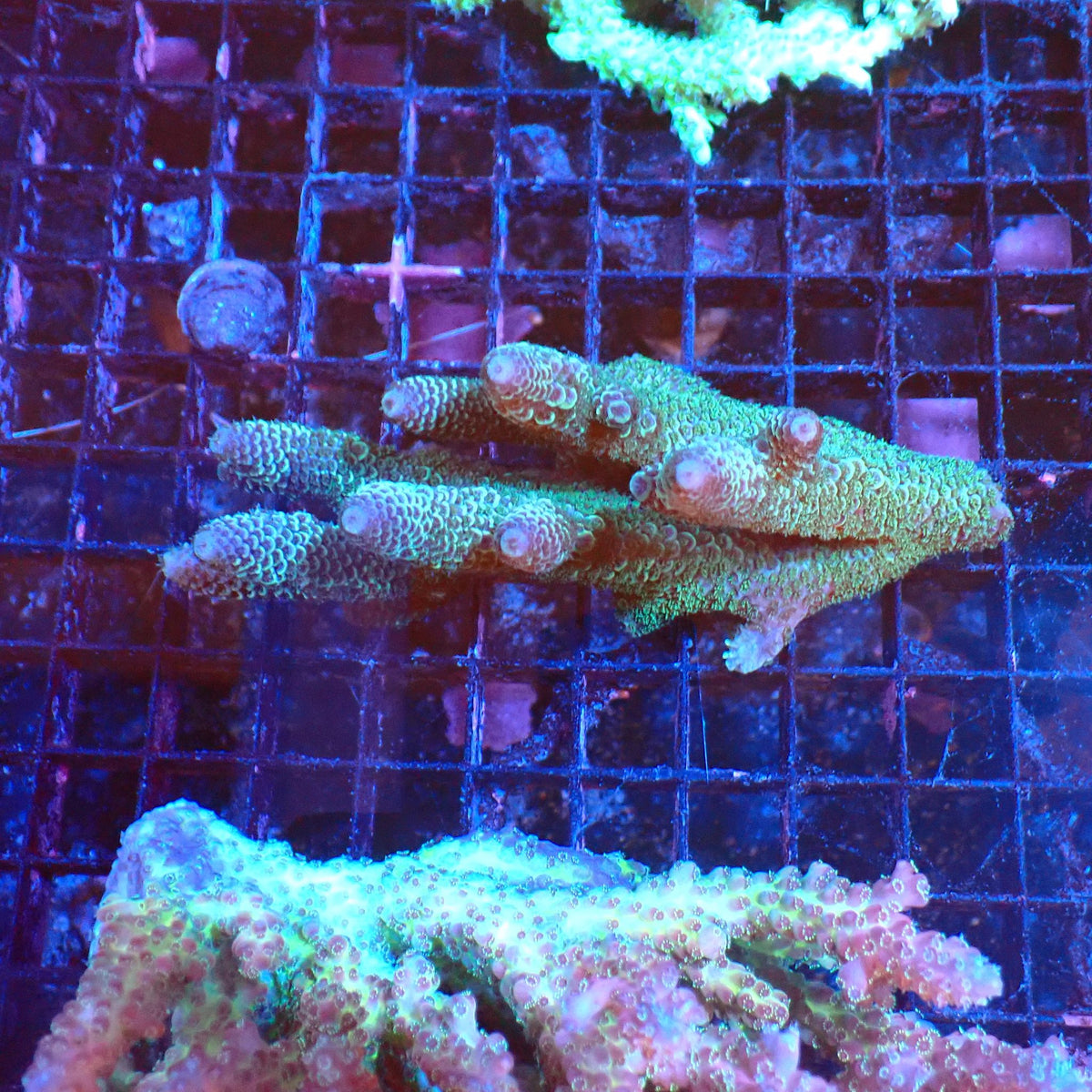 Acropora (SPS) AA041 | Acropora sp. at Red Sea 20k →