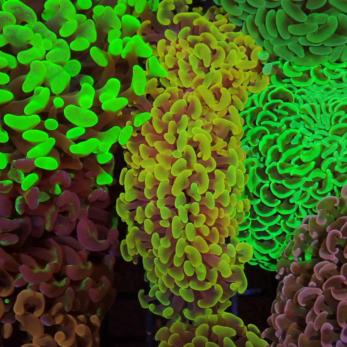 Euphyllia Ancora AA041 | Fimbriaphyllia ancora at ← Red Sea 15k